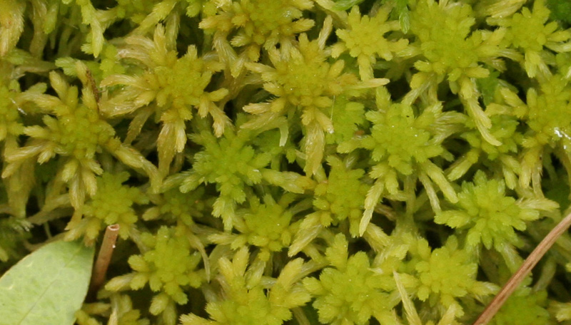 Sphagnum angustifolium